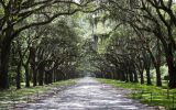 alley of trees in Savannah, Georgia