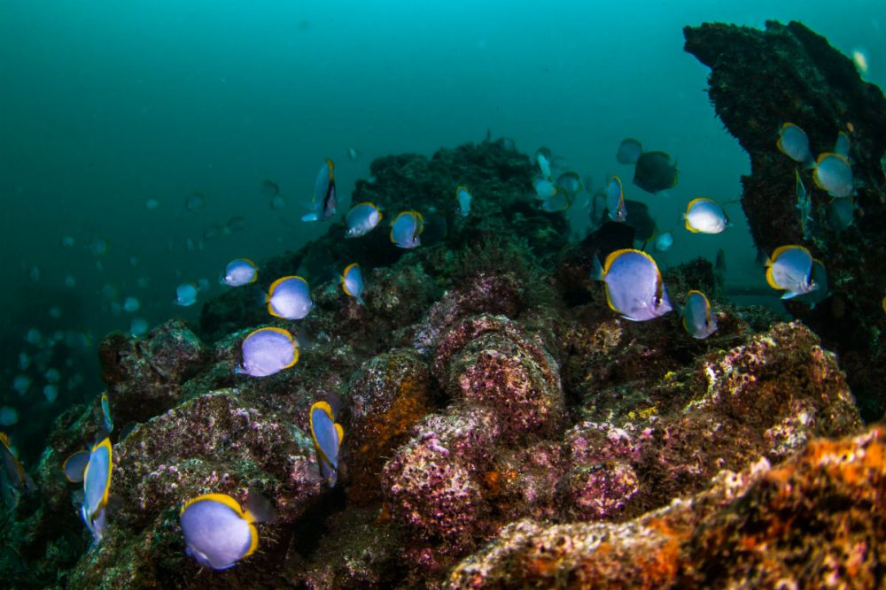 underwater view of fish off St. Helena island