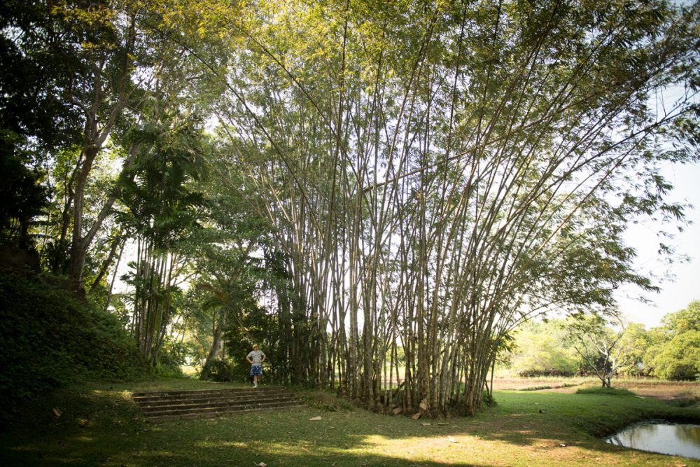 The gardens are a tropical paradise. Check out the height of the trees next to Doug.