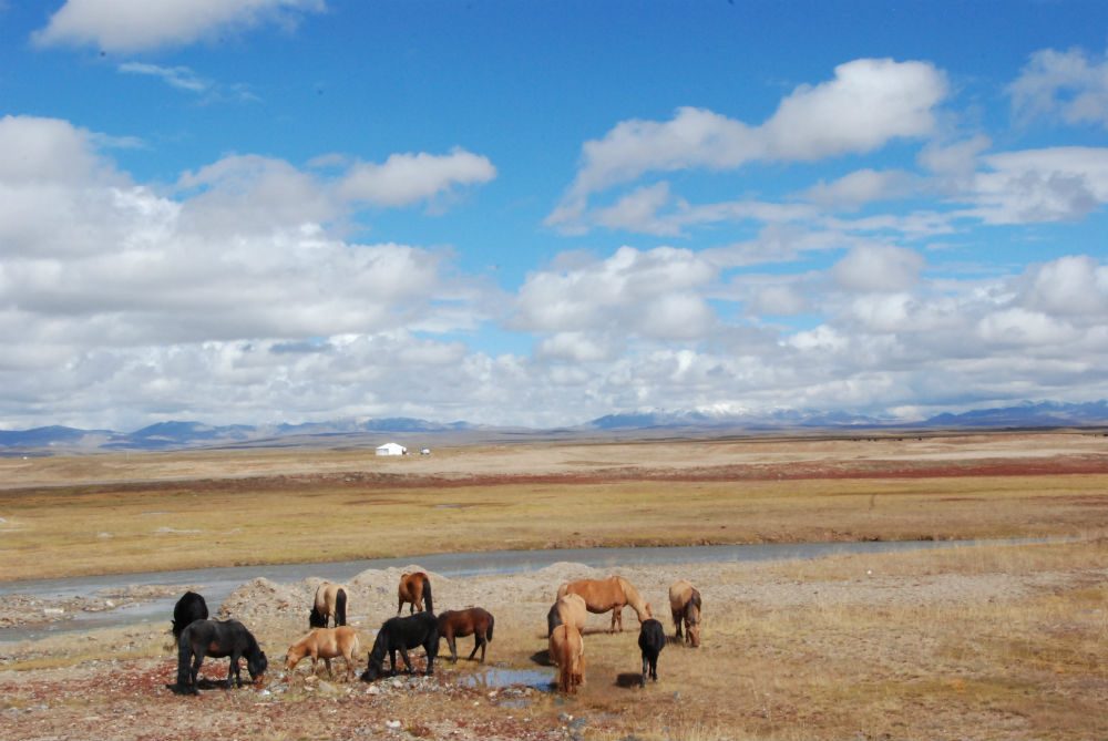 Wild horses in Hoh Xil, China