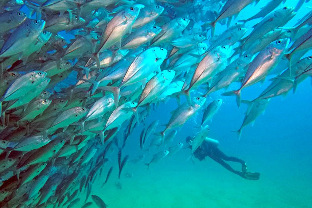 underwater diver with fish in Los Cabos, Mexico