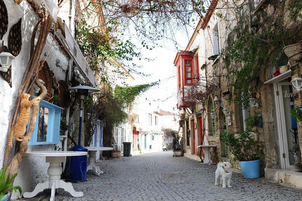 dog and cat on charming street in alacati village turkey