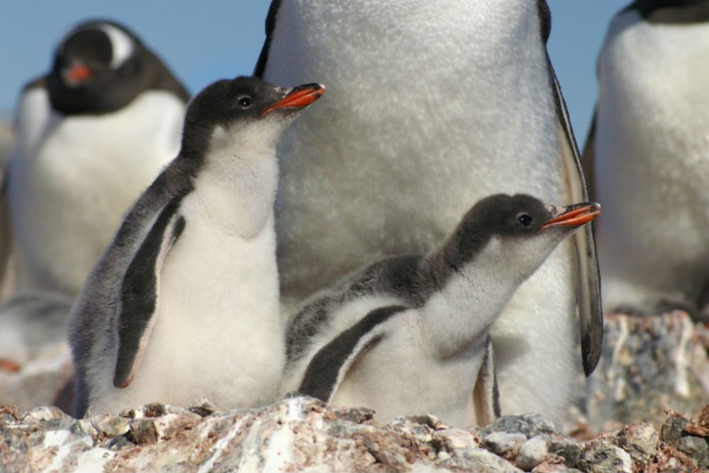 Gentoo penguin chicks, Port Lockroy, Antarctica. Photo: ExpeditionTrips