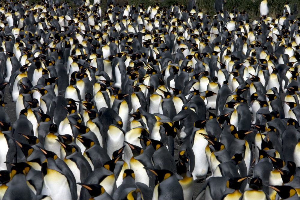 King penguins, South Georgia Island. Photo: ExpeditionTrips