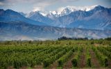 vineyards with snow-capped mountains in background Mendoza Argentina