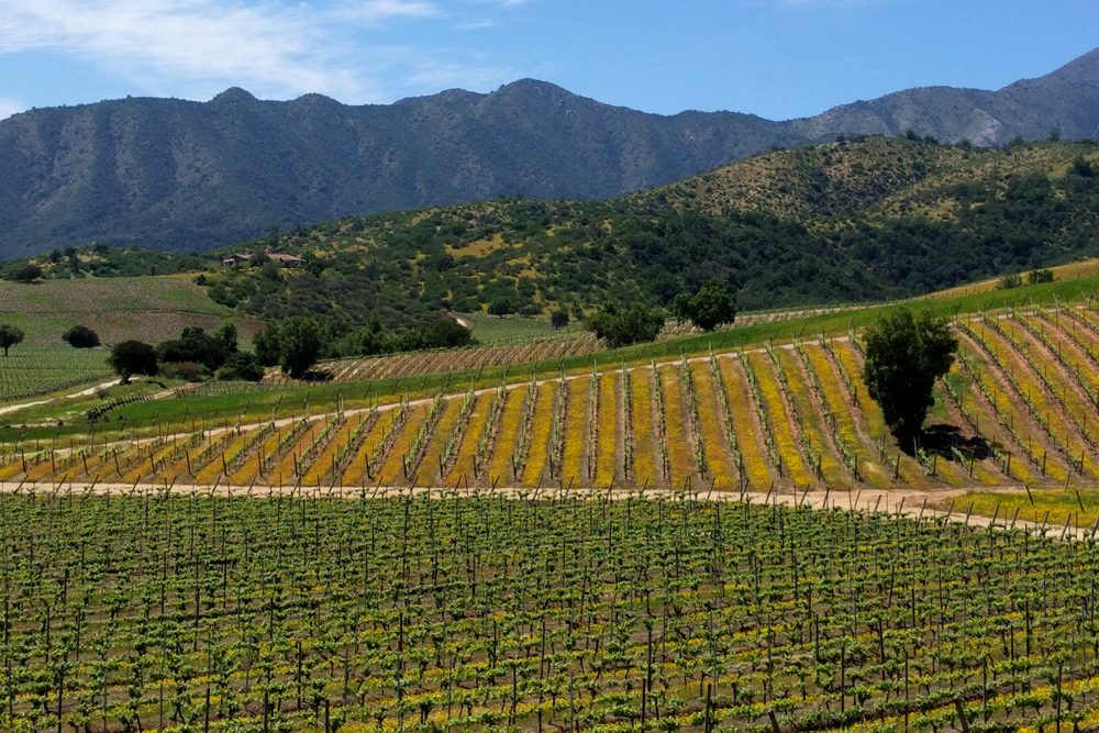 Wine country, Chile. 