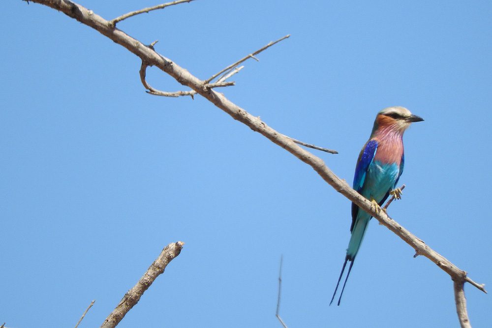 bird on a branch on safari in Zambia Africa