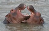 Hippos in river with mouths open Zambia Africa