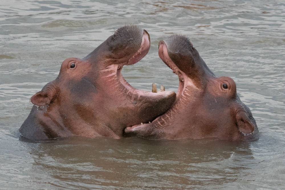 Hippos in river with mouths open Zambia Africa