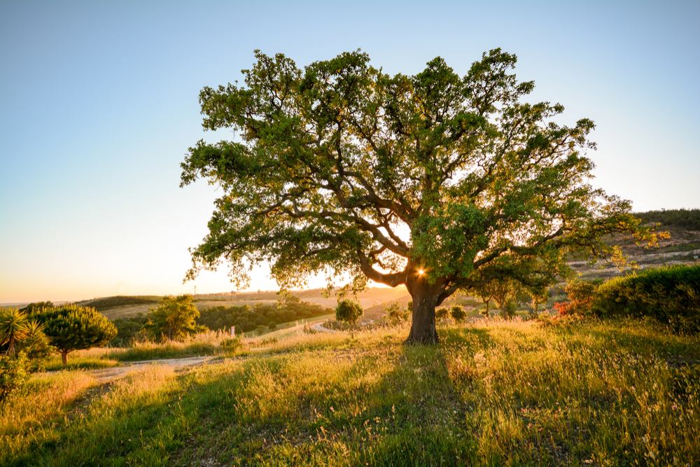 Cork oak tree (Quercus suber) in evening sun, Alentejo Portugal Europe