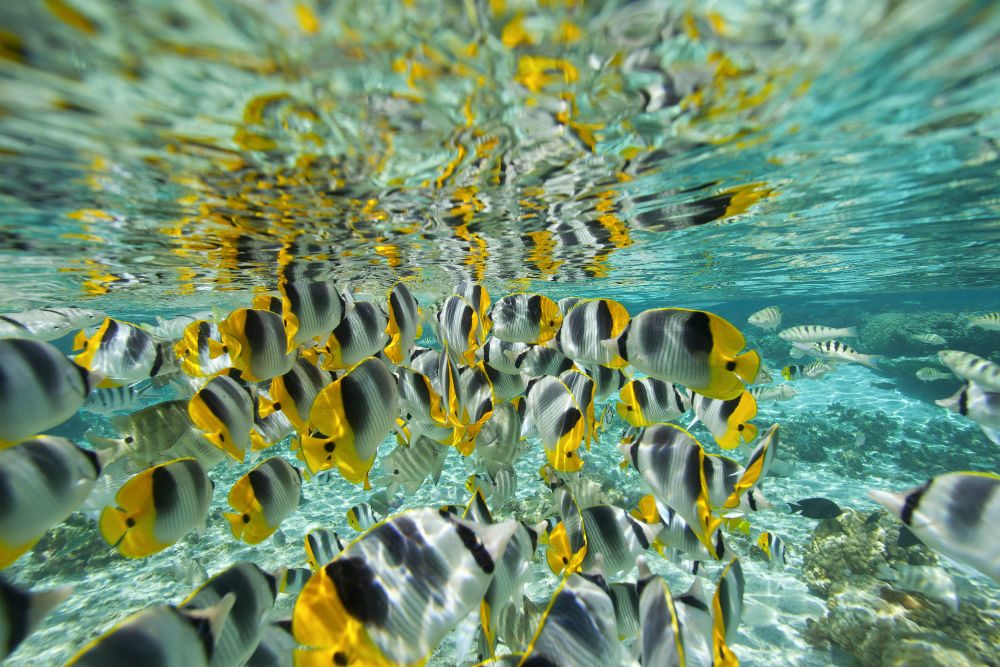 yellow fish underwater in tahaa Island Tahiti