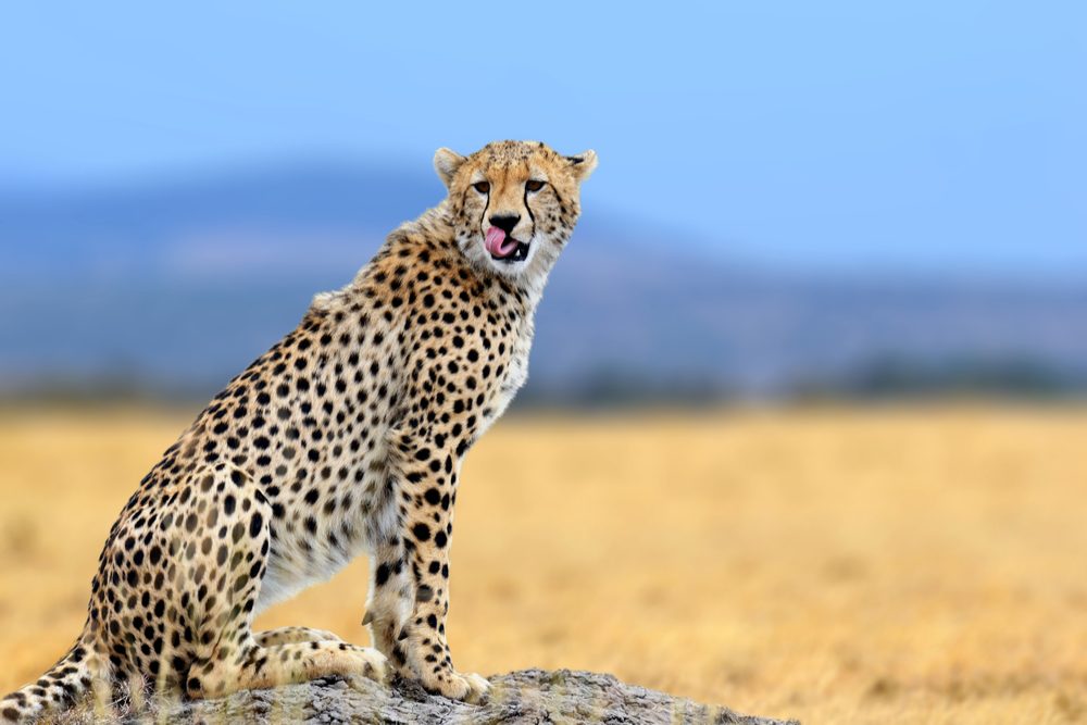 African cheetah, Masai Mara National Park, Kenya, Africa. Cat in nature habitat