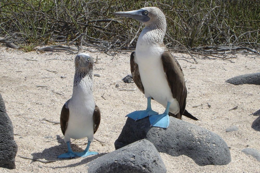 Blue-footed booby, Galapagos Islands.