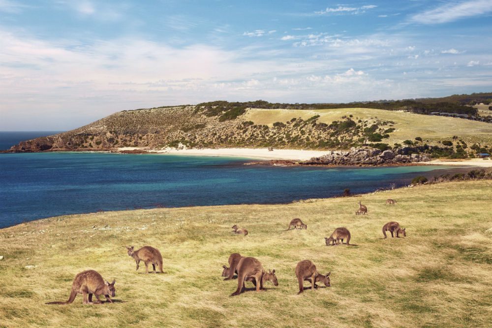 kangaroos on kangaroo island Australia