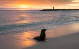 Baby fur seal at Punta Carola, Galapagos islands