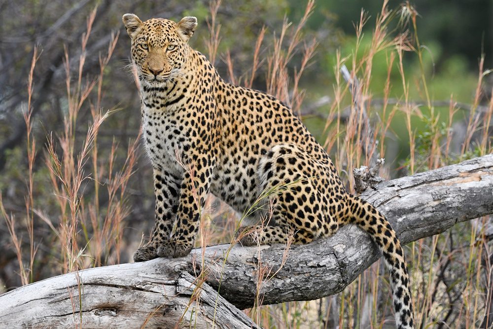 Africa Safari leopard. Photo: Tony Forcella