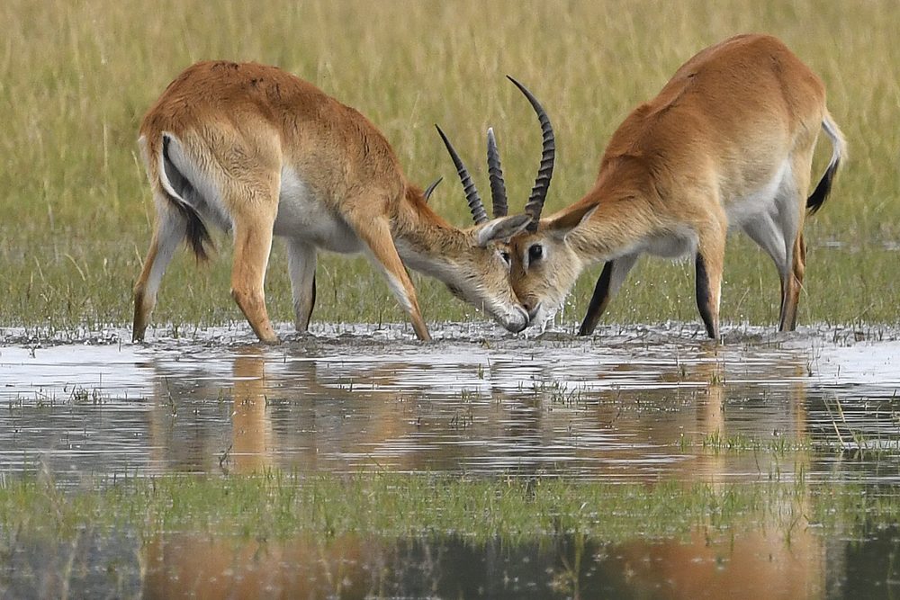 Africa safari antelope in water. Photo: Tony Forcella