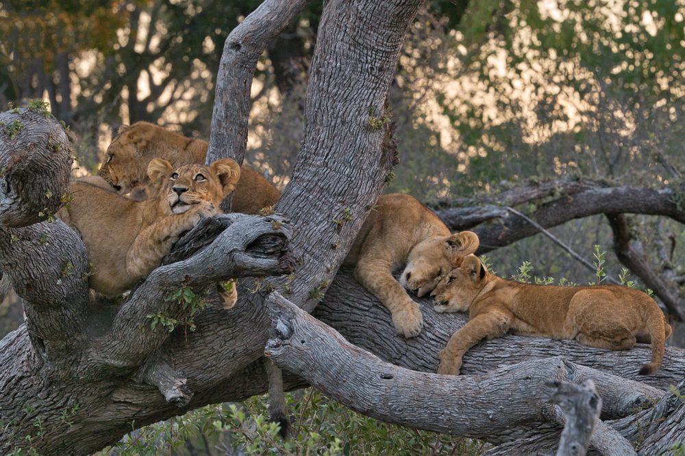 Africa safari lions in tree. Photo: Tony Forcella