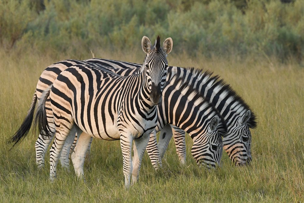 Africa safari zebras. Photo: Tony Forcella