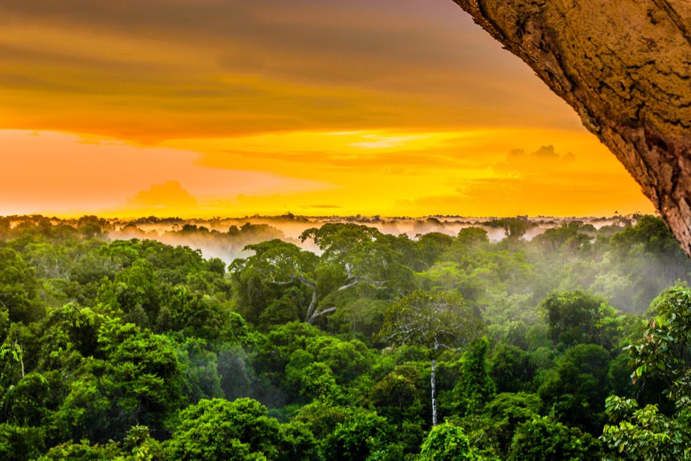 sunset over the trees in the brazilian rainforest of Amazonas