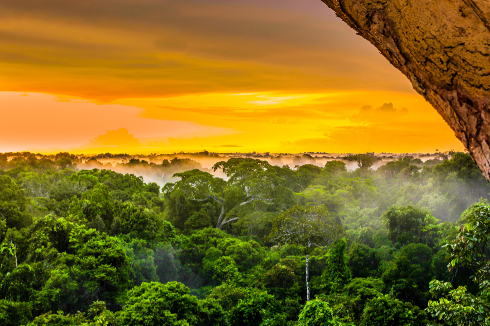 rainforest tours in brazil