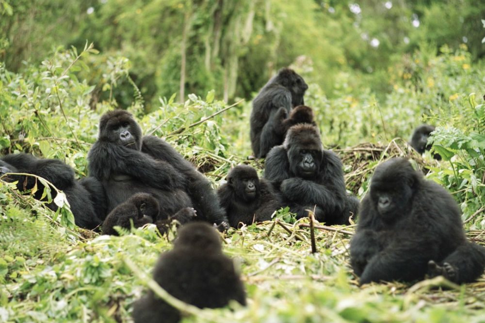 gorilla group in the jungle, Uganda