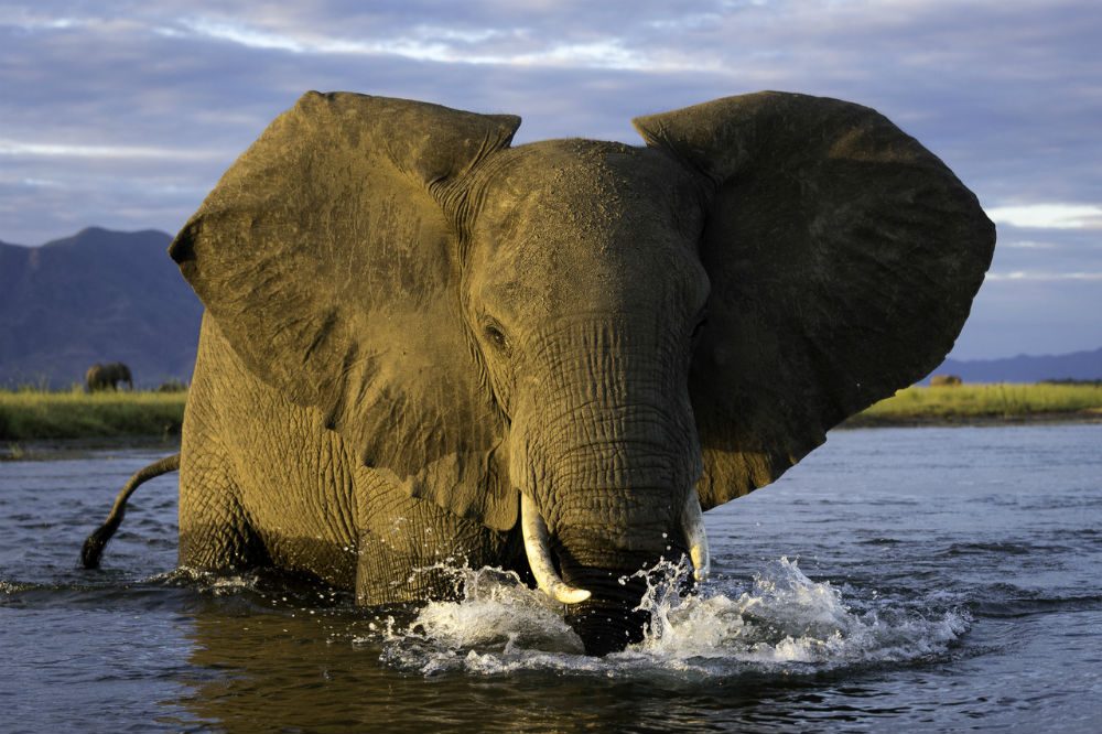 elephant close-up in Zambezi river in Zimbabwe