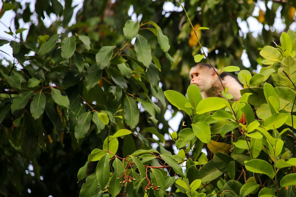 A capuchin monkey in a tree on Costa Rica’s Osa Peninsula