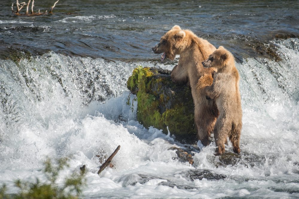 Alaskan brown bear sow and its cub at Brooks Falls in katmai National Park, Alaska