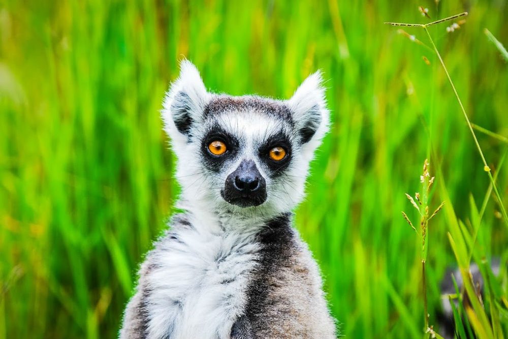 Ring-tailed lemur looks directly at the camera in Madagascar