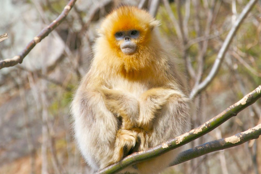 Golden Monkeys in Yunnan Province’s forests, China