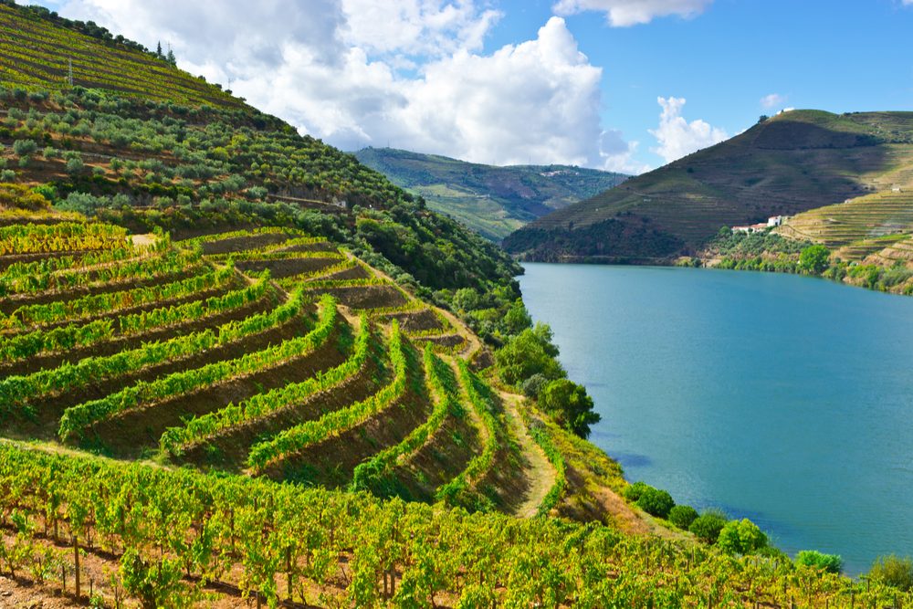 Vineyards in the Valley of the River Douro, Portugal