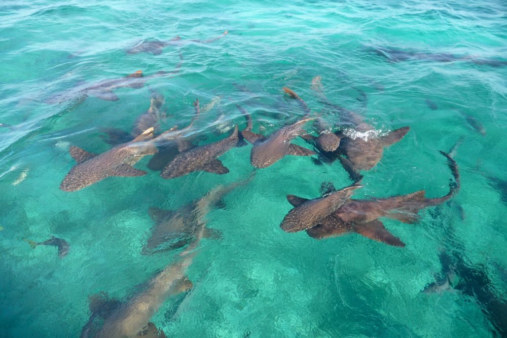 sharks swimming underwater in Shark Ray Alley in Belize