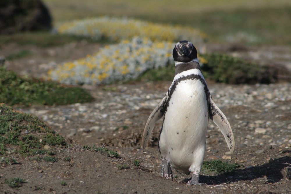 Magellanic penguin Patagonia 