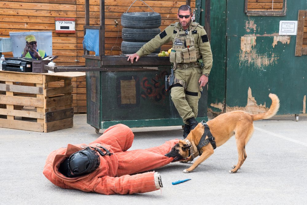 A counter-terrorism and security dog practices in Israel