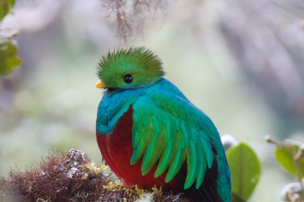Quetzal, Costa Rica. Photo: William Grandados R. Photography