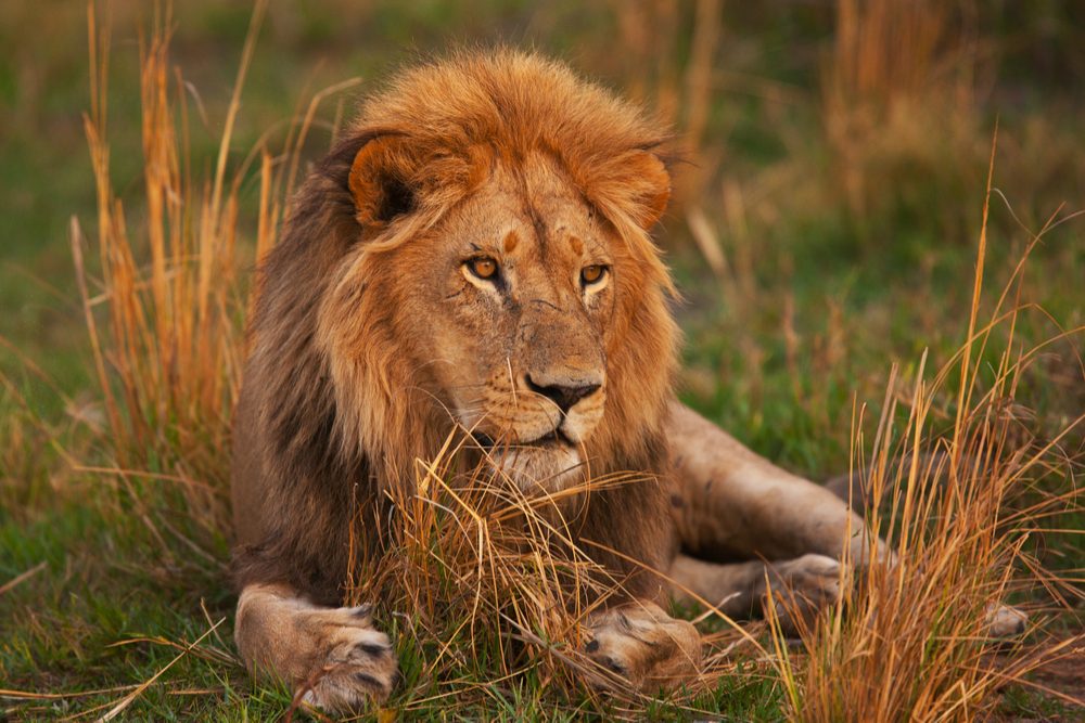 lion sitting in savannah grass in botswana africa