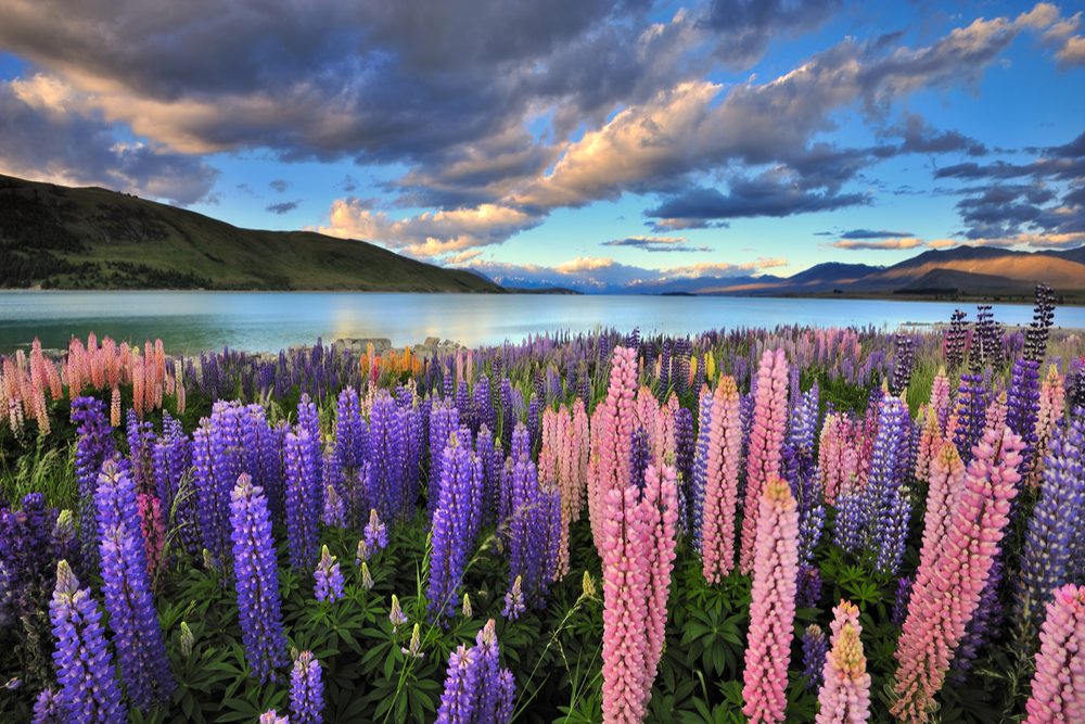 Lupins on the shore of Lake Tekapo, New Zealand.