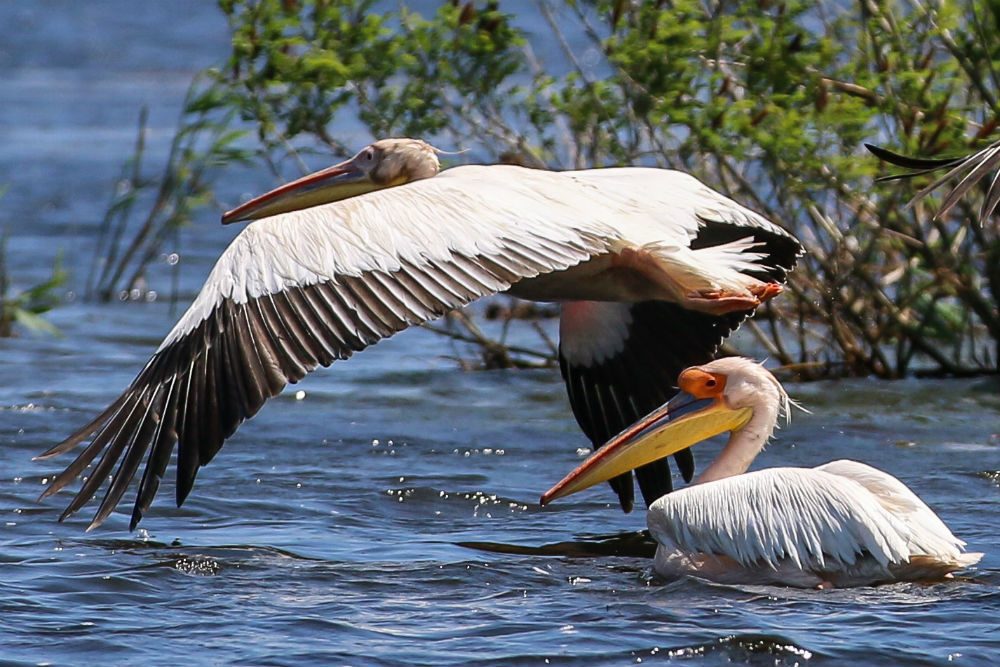 Pelicans in Romania's Danube Delta