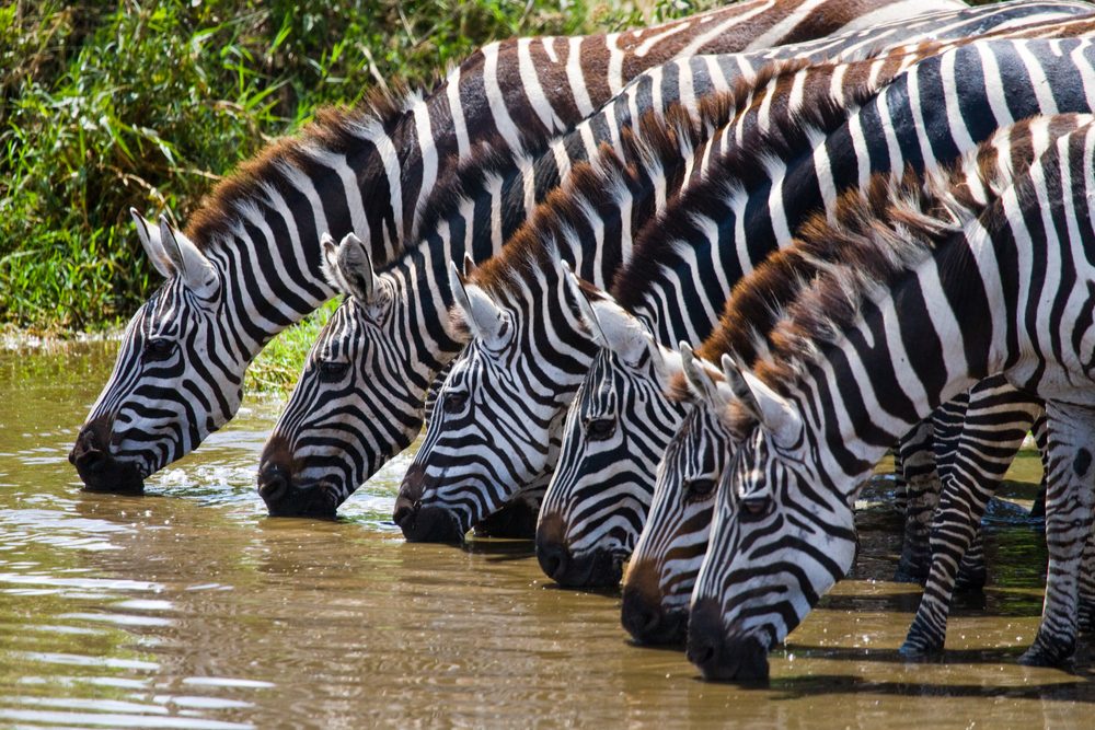 zebras drinking from a stream in the great migration of animals in Kenya