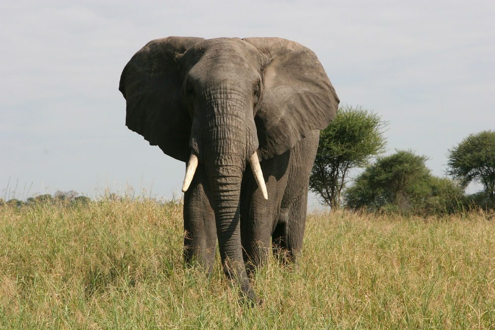 An elephant in Tarangire Tarangire National Park, Tanzania