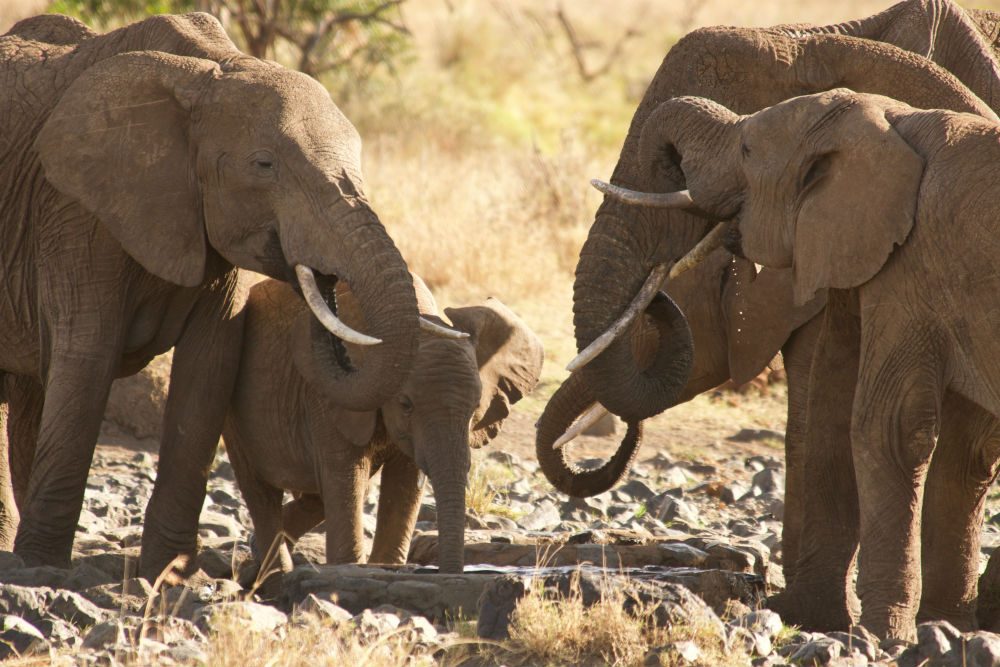 Elephants finding water in Kenya