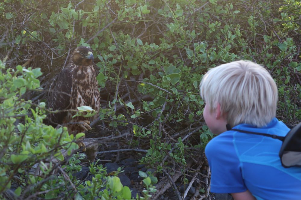 boy watches a Galapagos hawk on Espanola Island in the Galapagos Islands