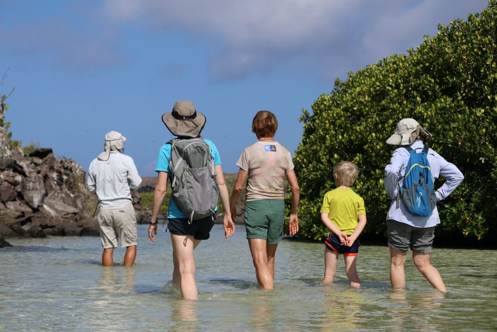 tourists wade through mangroves on Genovesa Island in the Galapagos Islands