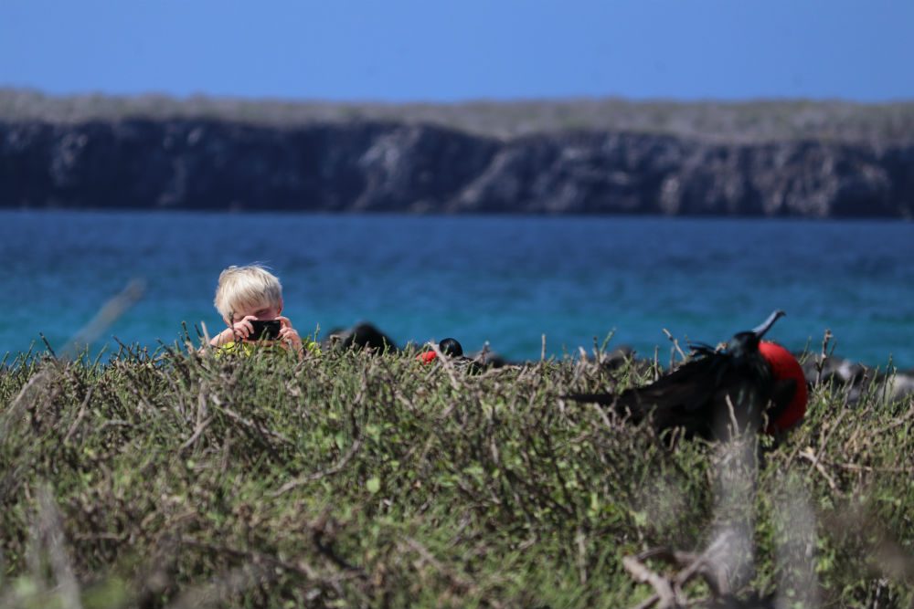 boy takes photograph of frigatebirds on Genovesa Island in the Gapalagos Islands