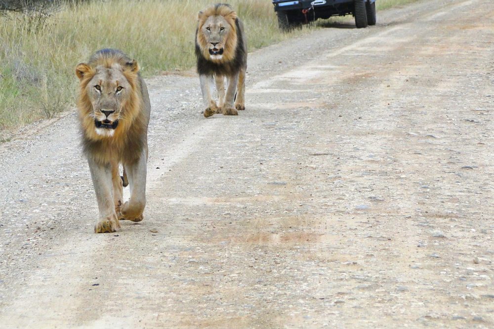 A pair of male lions holds up traffic in Madikwe Private Game Reserve, South Africa