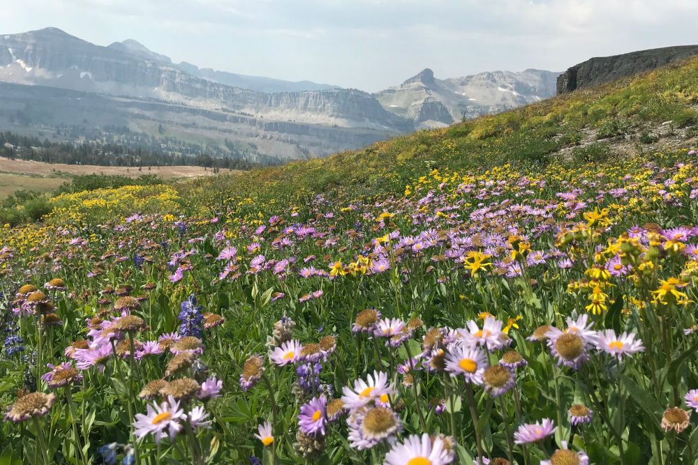 Wildflowers blooming in Grand Teton National Park