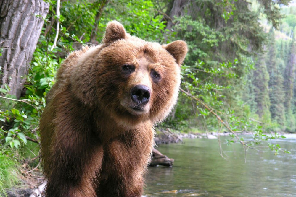 bear looking at camera on Nakina River in British Columbia canada