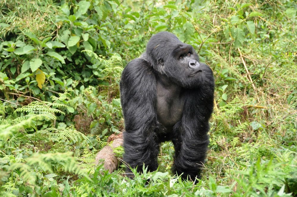 gorilla standing in the jungle in Rwanda