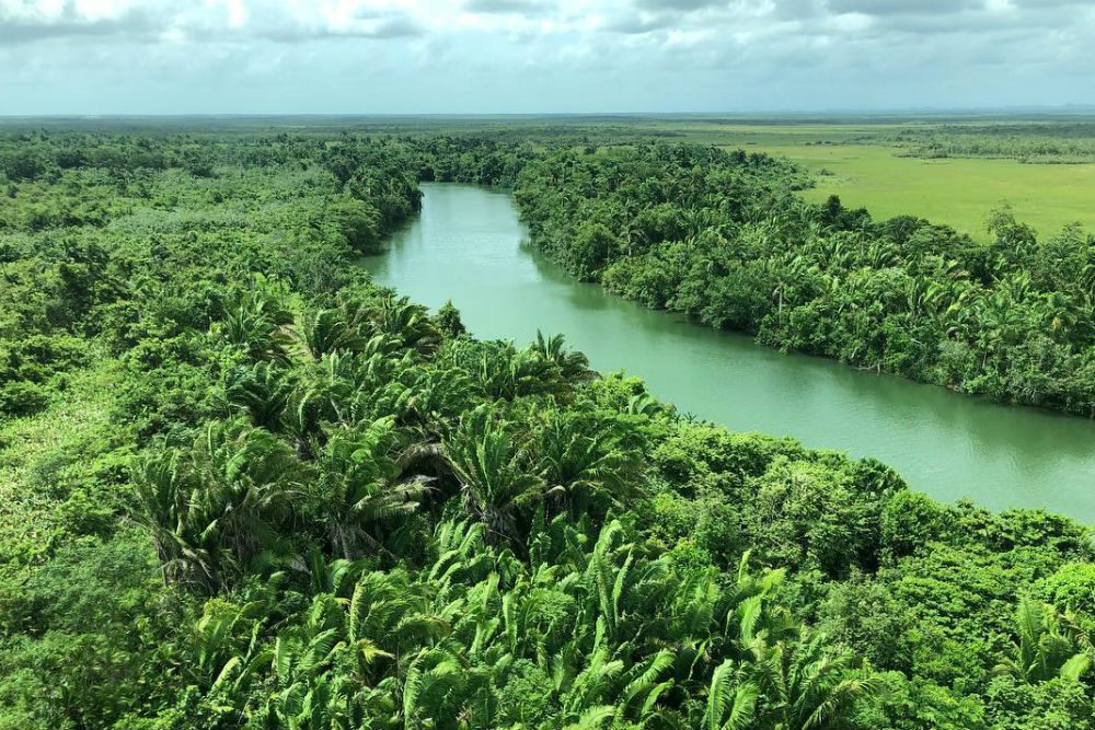 A river surrounded by the Belizean jungle.